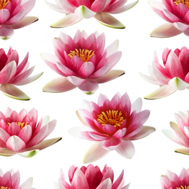 Lotus çiçekleri seamless modeli
