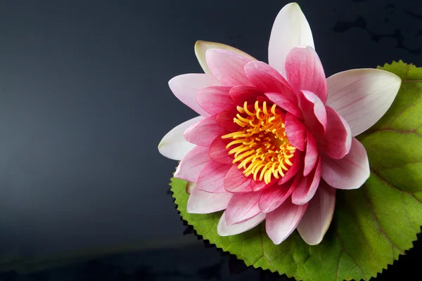 Νούφαρο, lotus σε μαύρο — Φωτογραφία Αρχείου