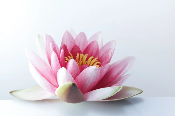 Water lily, lotus on pastel background — Stock Photo, Image