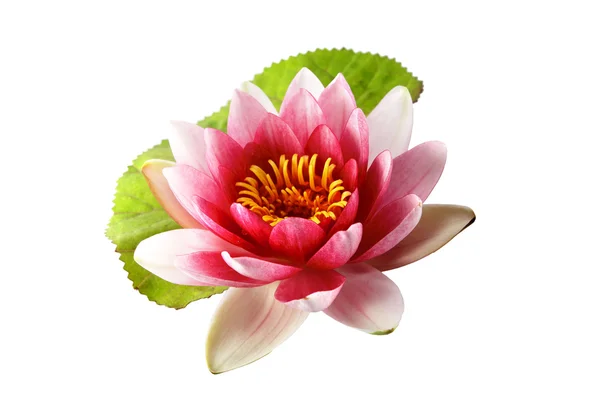 Lotus ή Νούφαρο απομονωθεί — Φωτογραφία Αρχείου