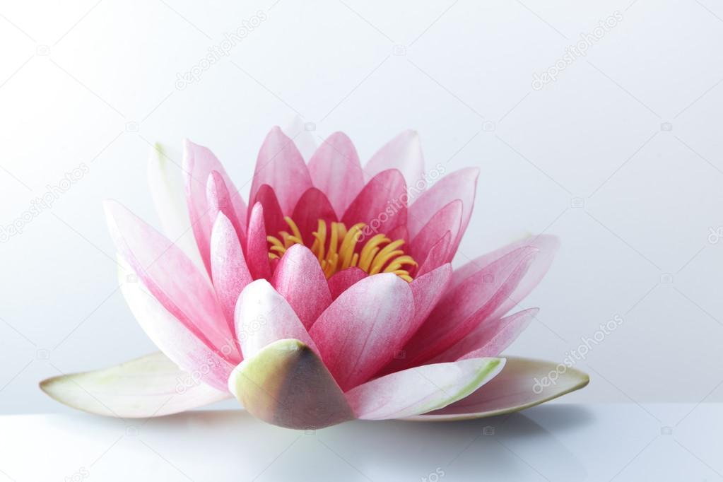 water lily, lotus on pastel background