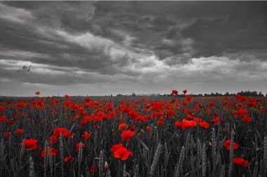 Dünya Savaşı 'nı anma günü. Kırmızı gelincikler tarlada. Anma ya da ateşkes günü için arkaplan görüntüleri.