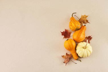 Dekoratif balkabaklarından sonbahar tatili çerçevesi, üst manzara. Şükran Günü, hasat, sonbahar ve sonbahar geçmişi.