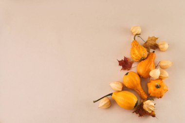 Dekoratif balkabaklarından sonbahar tatili çerçevesi, üst manzara. Şükran Günü, hasat, sonbahar ve sonbahar geçmişi.