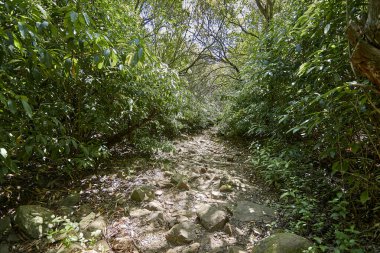Uruguay dağlarında yürümek ve eğlenmek için güzel doğal yerler.