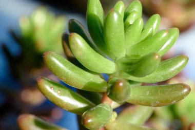 Evi ferahlatacak güzel bitkiler.