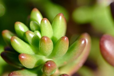 Evi ferahlatacak güzel bitkiler.