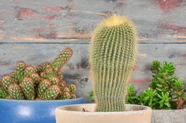 Evi ferahlatacak güzel bitkiler.