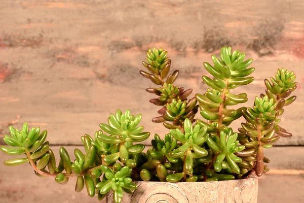 Belles Plantes Pour Décorer Maison Avec Fraîcheur — Photo