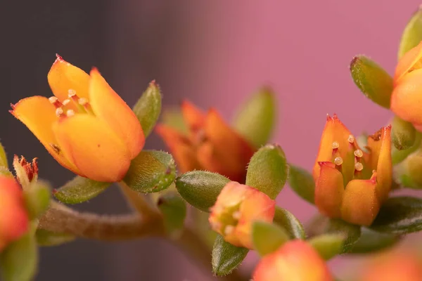 Flores Botões Cor Rosa Laranja Macio Primeiro Plano Com Borrão — Fotografia de Stock