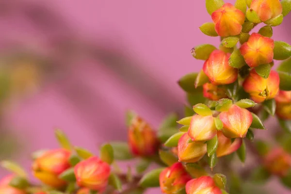 연분홍 오렌지색 꽃봉오리는 흐릿하고 추상적 배경으로 앞쪽에 — 스톡 사진