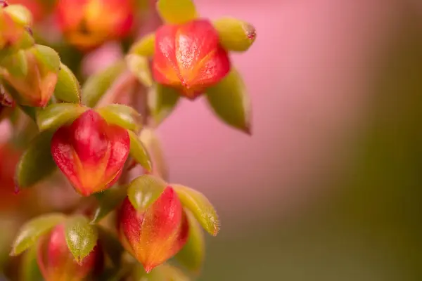Які Рожеві Помаранчеві Кольорові Квіти Бутони Передньому Плані Розмитим Абстрактним — стокове фото