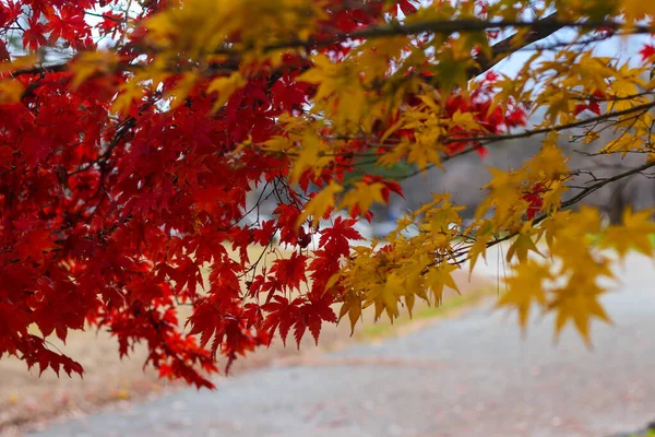 Red and Yellow maple leaves during Japan\'s Autumn Koyo season