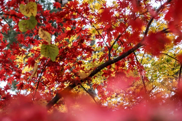 Цветные Кленовые Листья Японии Время Осеннего Сезона Койо — стоковое фото