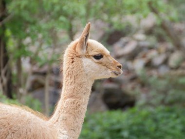 Genç llama vicuna portre
