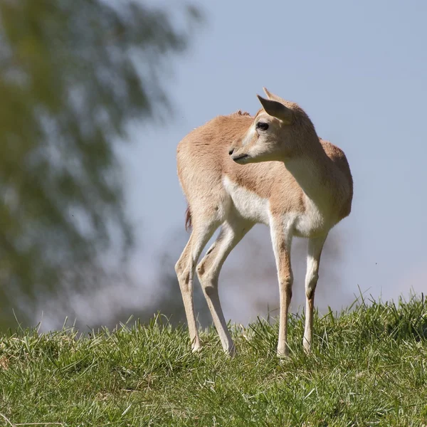 Gazzella persiana sulla collina — Foto Stock