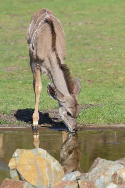 Grote koedoe antelope drinken — Stockfoto