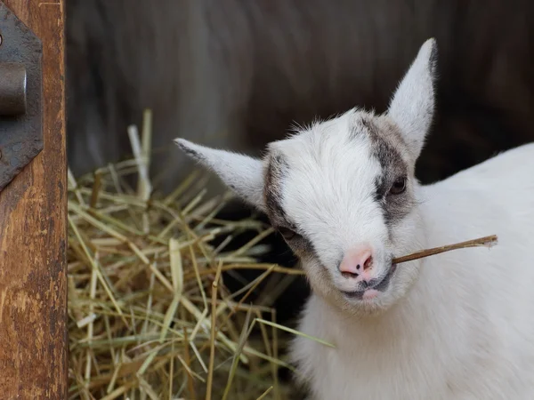 Manger gosse chèvre gros plan portrait — Photo