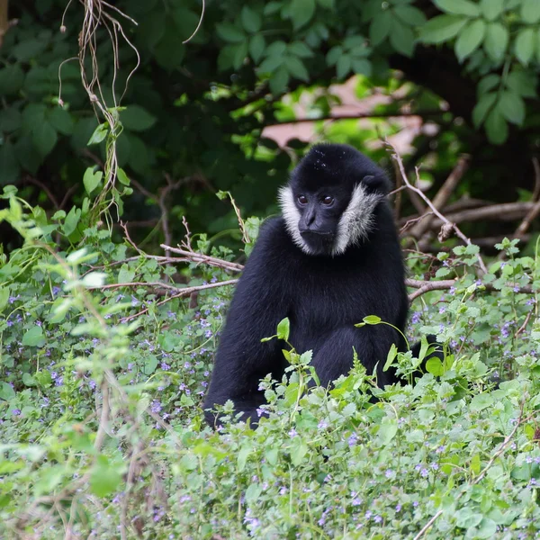 Fehérarcú gibbon portré Stock Fotó