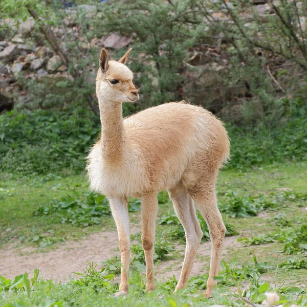 草原に若いラマ ビクーニャ ロイヤリティフリーのストック写真