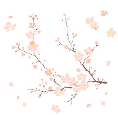 Serbest el Sakura çiçek vektörü seti, Güzel çizgi sanatı Şeftali çiçeği beyaz arka planda izole edilir