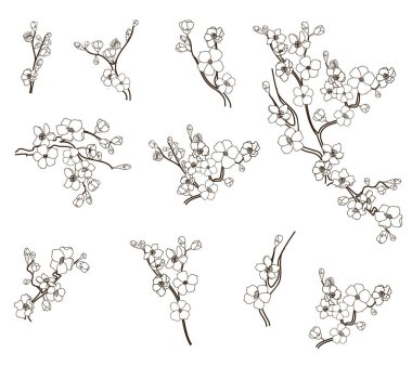 Serbest el Sakura çiçek vektörü seti, Güzel çizgi sanatı Şeftali çiçeği beyaz arka planda izole edilir