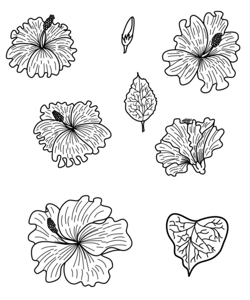 Conjunto Vector Flor Hibisco Mano Libre Hermoso Arte Línea Flor — Archivo Imágenes Vectoriales