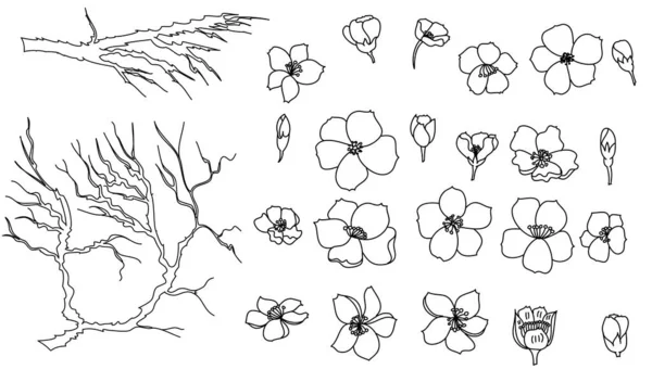 Free Hand Sakura Flower Vector Set Piękna Linia Sztuki Kwiat — Wektor stockowy