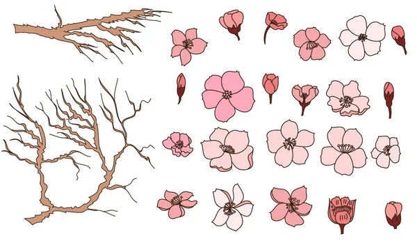 Conjunto Vectores Flores Sakura Mano Libre Hermoso Arte Línea Flor — Vector de stock