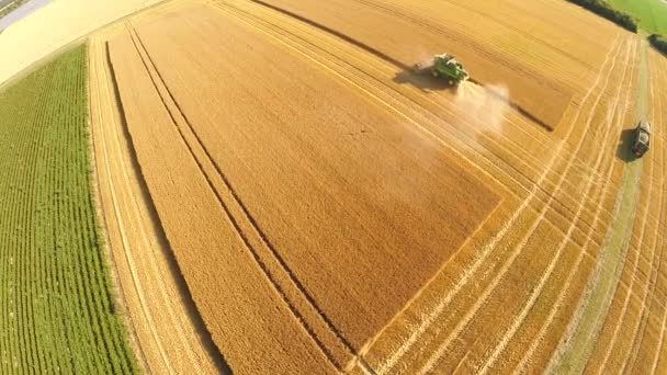 Combine Harvester reúne a colheita de trigo — Vídeo de Stock