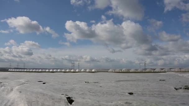 Field covered with plastic foil at sunny windy day — Stock Video