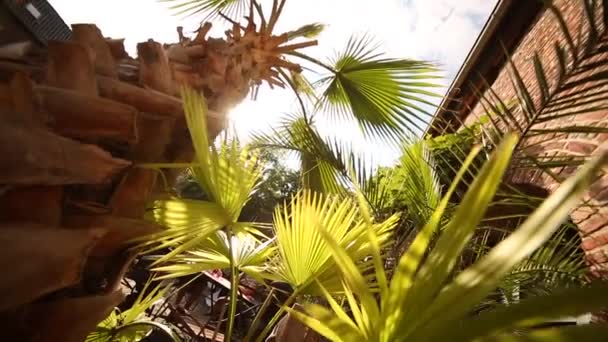 Světlo ze slunce přes tropické palmové listy — Stock video