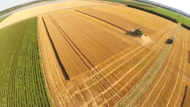 Combine Harvester reúne a colheita de trigo — Vídeo de Stock