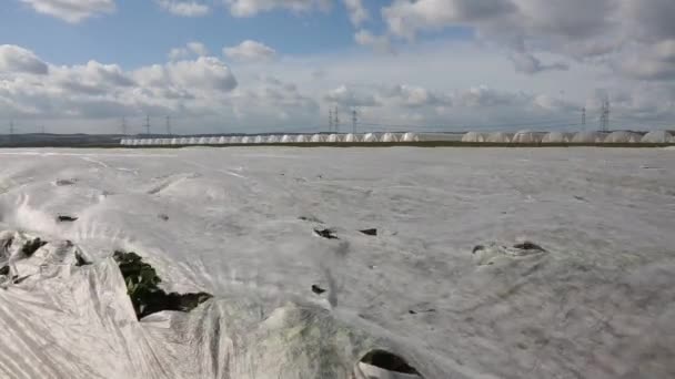 Field covered with plastic foil at sunny windy day — Stock Video