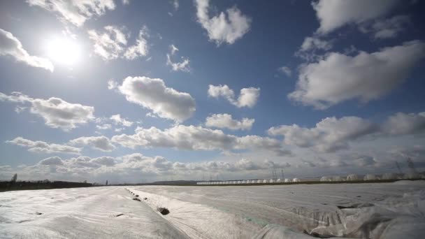 Field covered with plastic foil at sunny windy day — Stock Video