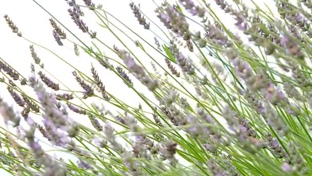 Campo di fiori di lavanda — Video Stock