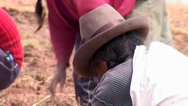 Farmers gathering potato harvest — Stock Video