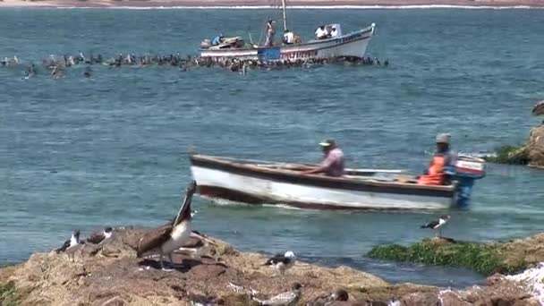 Fishermen in the boat at Small Bay in the Paracas — Stock Video