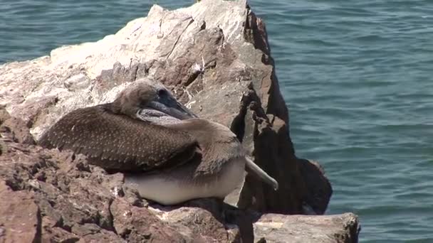 Pellicano in montagna vicino all'acqua — Video Stock