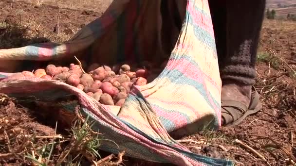 Bauern bei der Kartoffelernte — Stockvideo