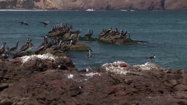 Pelicanos na Baía Pequena no Parque Nacional de Paracas — Vídeo de Stock