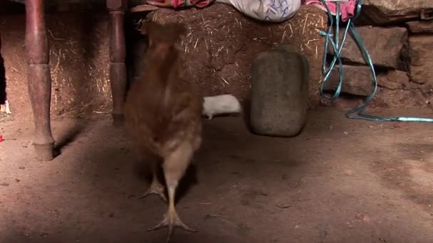 Cavia's en kip op de boerderij — Stockvideo