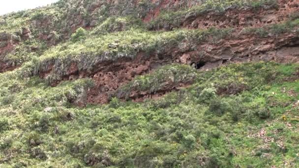 Руины инков в священной долине — стоковое видео