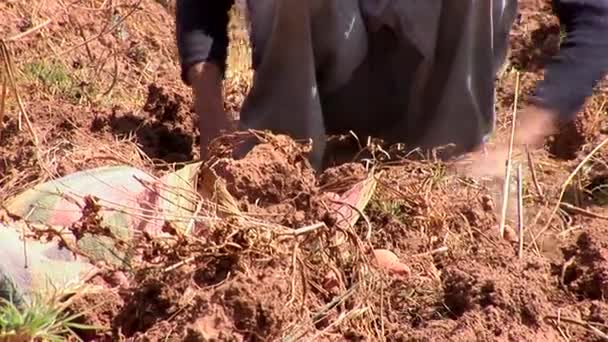 Boeren verzamelen aardappelteelt — Stockvideo