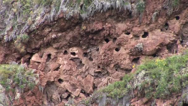 Ruínas incas no vale sagrado — Vídeo de Stock