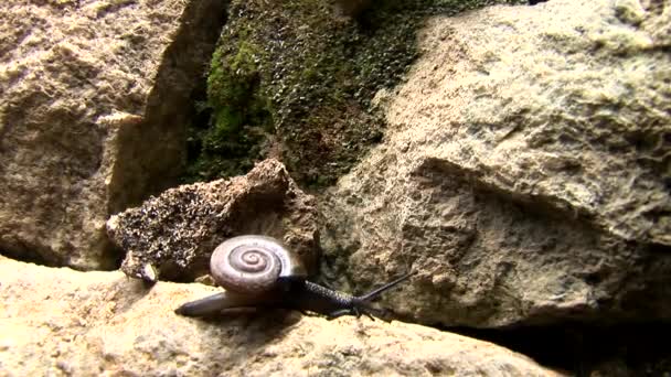 Snail crawling on the stone — Stock Video