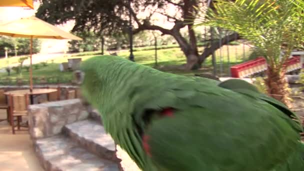 Schattig colorfull Papagei — Stockvideo