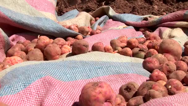 Rolnicy gromadzenia zbiorów ziemniaków — Wideo stockowe