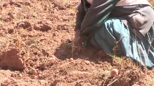 Bönderna samla potatis skörden — Stockvideo