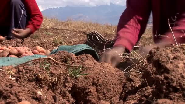 Bauern bei der Kartoffelernte — Stockvideo